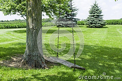 Tree Swing in the Shade Stock Photo