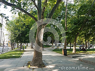 A tree in Taksim Gezi Park Editorial Stock Photo