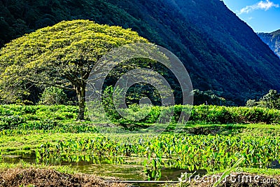 Tree and taro field in the Waipio Valley Hawaii Stock Photo