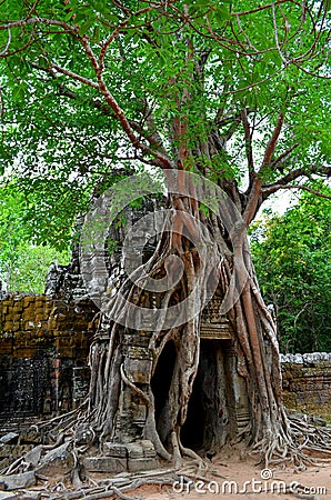 Tree in a temple Stock Photo