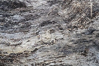 Tree texture on a old trunck Stock Photo