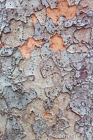 Tree textured background Stock Photo