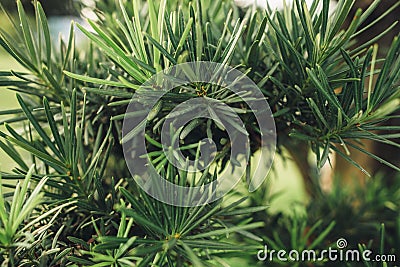 Tree with thick branches Natural background nature forest jungle foliage. Stock Photo