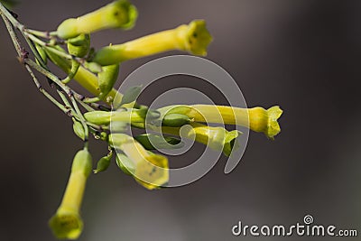 Tree Tobacco Flower Stock Photo