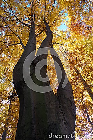Tree-top of broadleaved tree Stock Photo