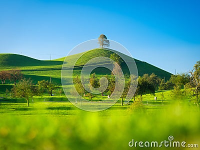 Tree on top of the hill. Landscape before sunset. Fields and pastures for animals. Agricultural landscape in summer time. Stock Photo