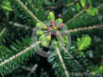 Tree top of young silver fir, abies alba, top view of young shoots of treetop Stock Photo