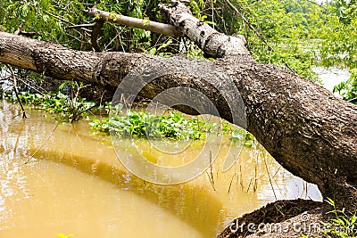 Tree topple on river look like wooden bench at riverside Stock Photo