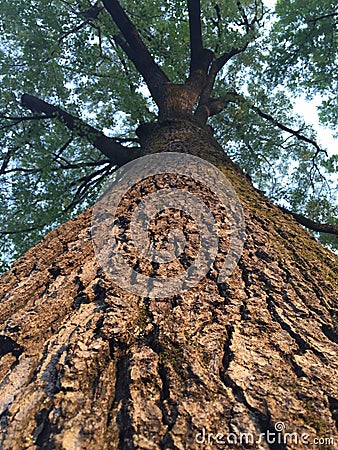 Tree tops Editorial Stock Photo