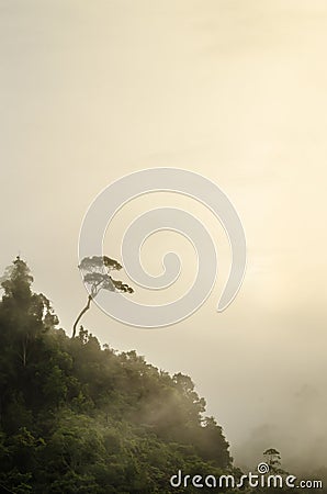 Tree tops and fog Stock Photo