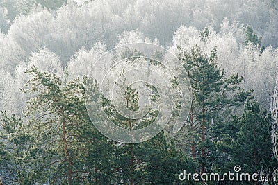 Tree tops in tonal perspective Stock Photo