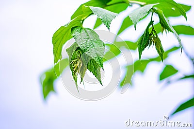 Tree tops of the trees along the fence Stock Photo