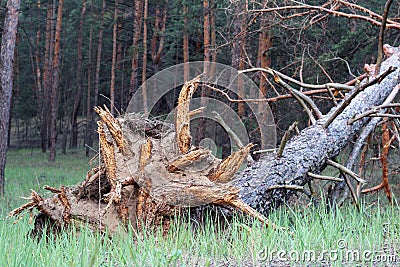 A tree torn from the ground lying on its side. The ragged pine roots lie outward. The consequences of a terrible hurricane in the Stock Photo