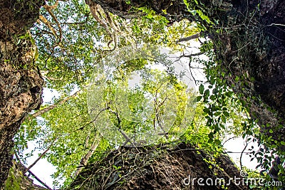 Rocks with trees around Stock Photo