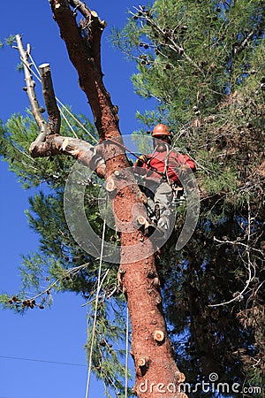 Tree trimmer climbed a pine tree Stock Photo