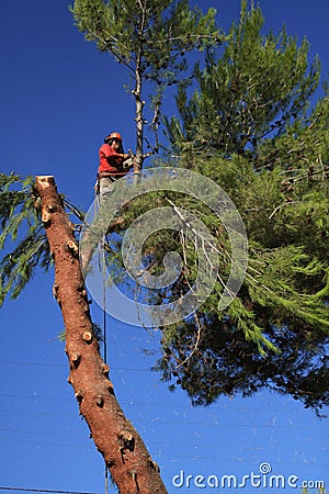 Tree trimmer cutting down pine tree Stock Photo