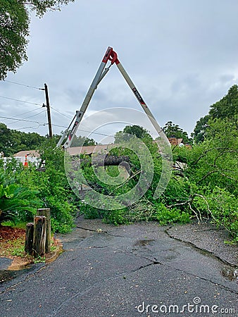 Tree trimmers and fallen tree Stock Photo