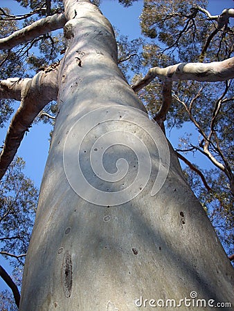 Tree trunck Stock Photo