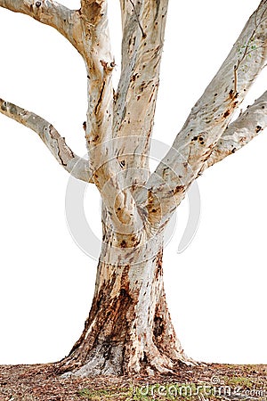 Tree trunk Stock Photo