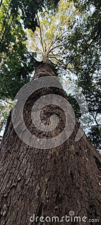 Tree Trunk akacia in the Forest Park Stock Photo