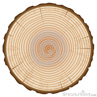 Tree Trunk Annual Rings Section Vector Illustration