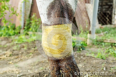 Tree trunk with the bandage impregnated with tar. Protection against ants which destroy a trunk of a fruit tree. The concept of Stock Photo