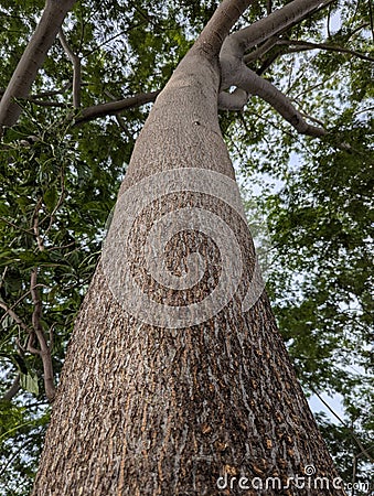 Tree trunk and bark texture of the Indonesian Javanese jengkol tree Stock Photo