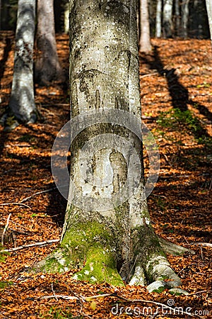 Tree Trunk of a Beech in Autumn Stock Photo