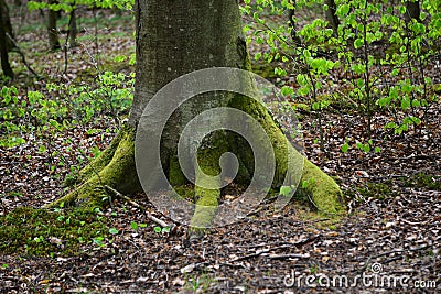 Tree trunk with big roots Stock Photo