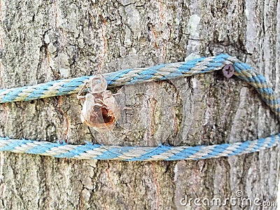 Tree trunk with blue rope and cicada skin Stock Photo