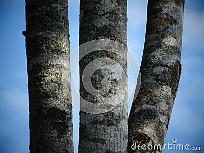 Tree trunk and the blue sky Stock Photo