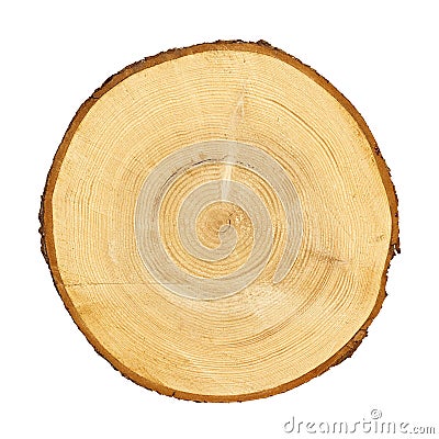 Tree trunk cross section. CLIPPING PATH Stock Photo