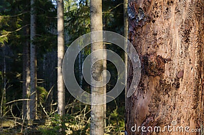 Tree trunk damaged of insects Stock Photo