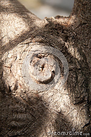 abstract shape, tree trunk texture, relief shape with bokeh background Stock Photo