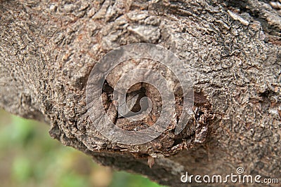 macro abstract shape, tree trunk texture, relief shape with bokeh background Stock Photo