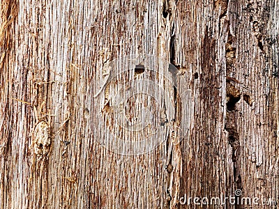 Tree trunk, eaten by pests, closeup. Dry wood texture with holes left by termites. Protecting forests from pests. Stock Photo