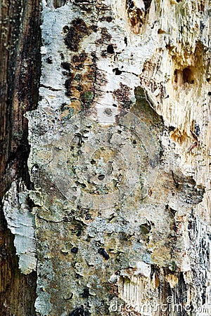 Tree trunk, eaten by pests, closeup. Dry wood texture with holes left by termites. Protecting forests from pests Stock Photo