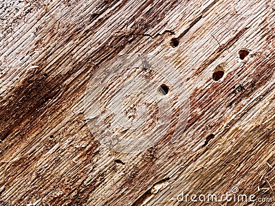 Tree trunk, eaten by pests, closeup. Dry wood texture with holes left by termites. Protecting forests from pests. Stock Photo
