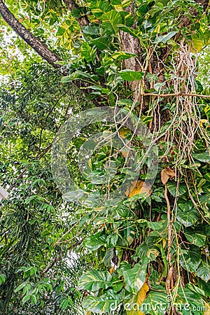 Tree trunk entwined with liana in tropical forest Stock Photo