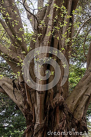 Tree trunk of a ficus virens tree with new growth Stock Photo