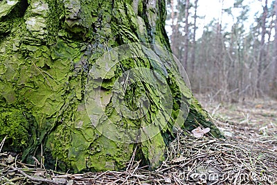 A tree trunk in the forest covered with green moss. Green tree bark Stock Photo