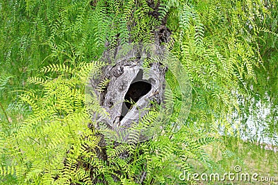 Tree Trunk with a Heart Shaped Hollow Stock Photo