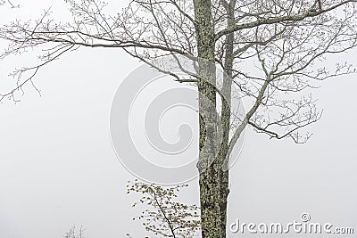 Tree Trunk In Heavy Fog With Copy Space Stock Photo