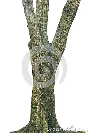 Tree trunk isolated on white Stock Photo