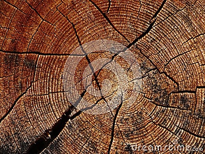 Tree trunk and its annual rings Stock Photo