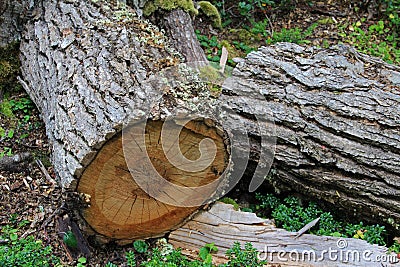 Tree trunk in lenga beech tree forest, Nothofagus Pumilio, Reserva Nacional Laguna Parrillar, Chile Stock Photo