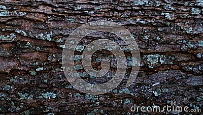 Tree trunk and lichens on surface. Stock Photo