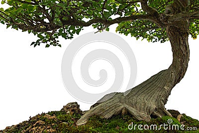 Tree trunk on moss covered ground, miniature bonsai tree on whit Stock Photo