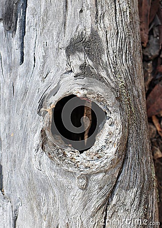 Tree Trunk with a natural hollow Stock Photo