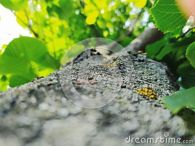 Tree trunk near, perspective dynamic contrast with the peace of nature Stock Photo